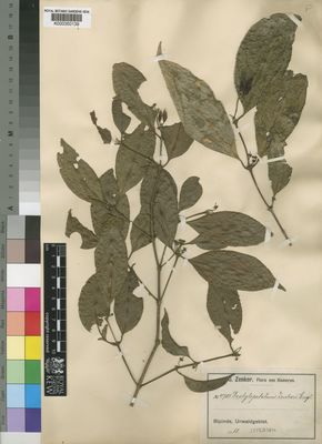 Kew Gardens K000350139:  Zenker, G.A. [4701] Cameroon