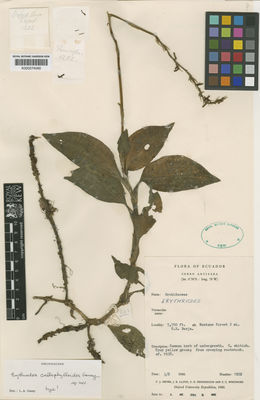 Kew Gardens K000574065:  Grubb, P.J.; Lloyd, J.R.; Pennington, T.D.; Whitmore, T.C. [1202] Ecuador