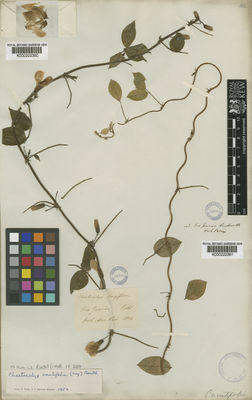 Kew Gardens K000222380:  Pohl [s.n.] Brazil