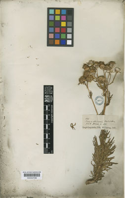 Kew Gardens K000527596:  Cuming, H. [859] Chile