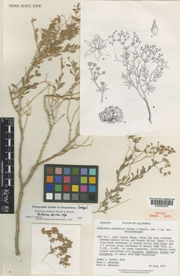 Kew Gardens K000830276:  Reveal, J.L.; DeDecker, M.C.; DeDecker, P.W. [3909] United States