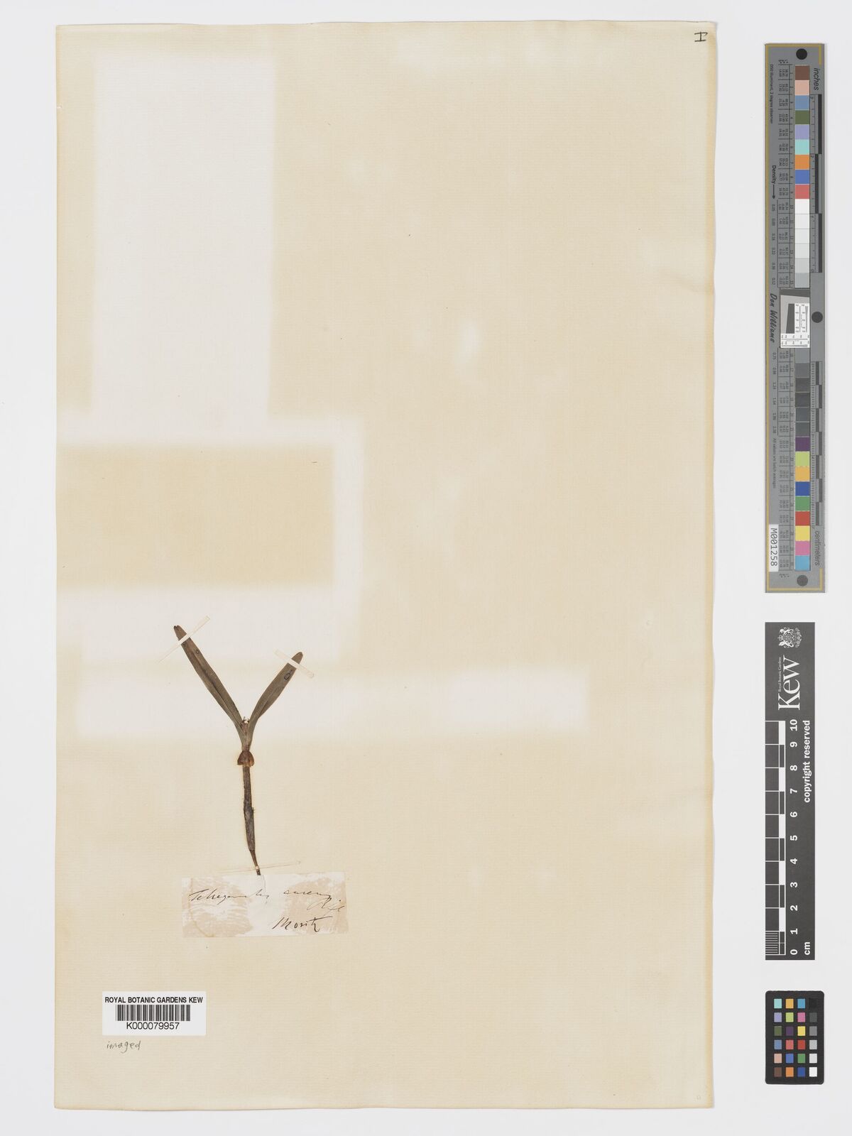 Kew Gardens K000079957:  Moritz [s.n.] Colombia