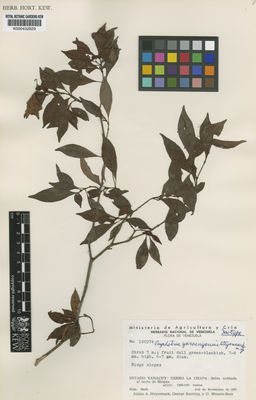 Kew Gardens K000432829:  Steyermark, J.A.; Bunting, G.; Wessels-Boer, G. [100274] Venezuela