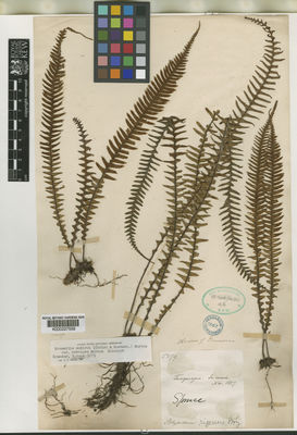 Kew Gardens K000227559:  Spruce, R. [5279] Ecuador