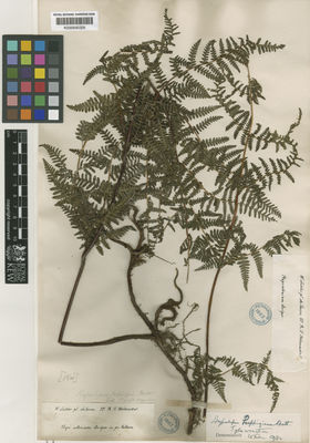 Kew Gardens K000640326:  Lechler, W. [s.n.] Chile