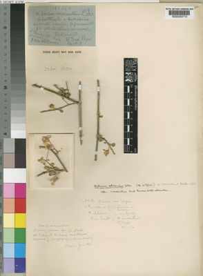 Kew Gardens K000240710:  Brown. [s.n.] Sudan