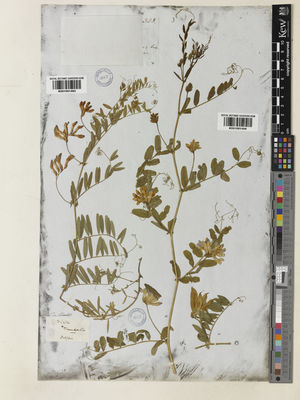 Kew Gardens K001051463:  Nuttall, T. [s.n.] United States