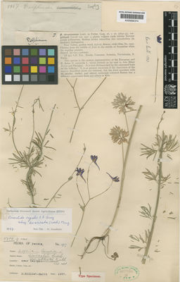 Kew Gardens K000692374:  Gilliat-Smith, B. [1917] Iran