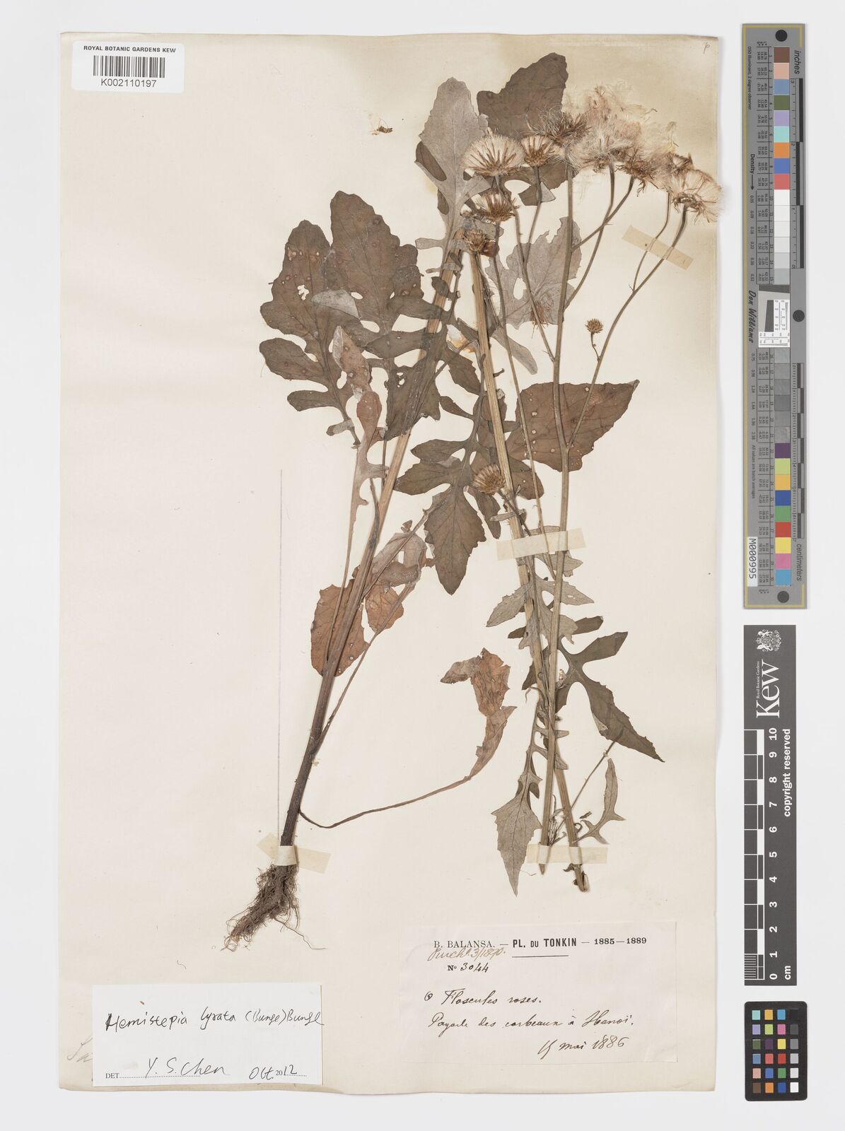 Saussurea lyrata (Bunge) Franch. | Plants of the World Online