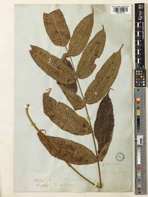 Kew Gardens K001044130:  Griffith, W. [s.n.] Bhutan