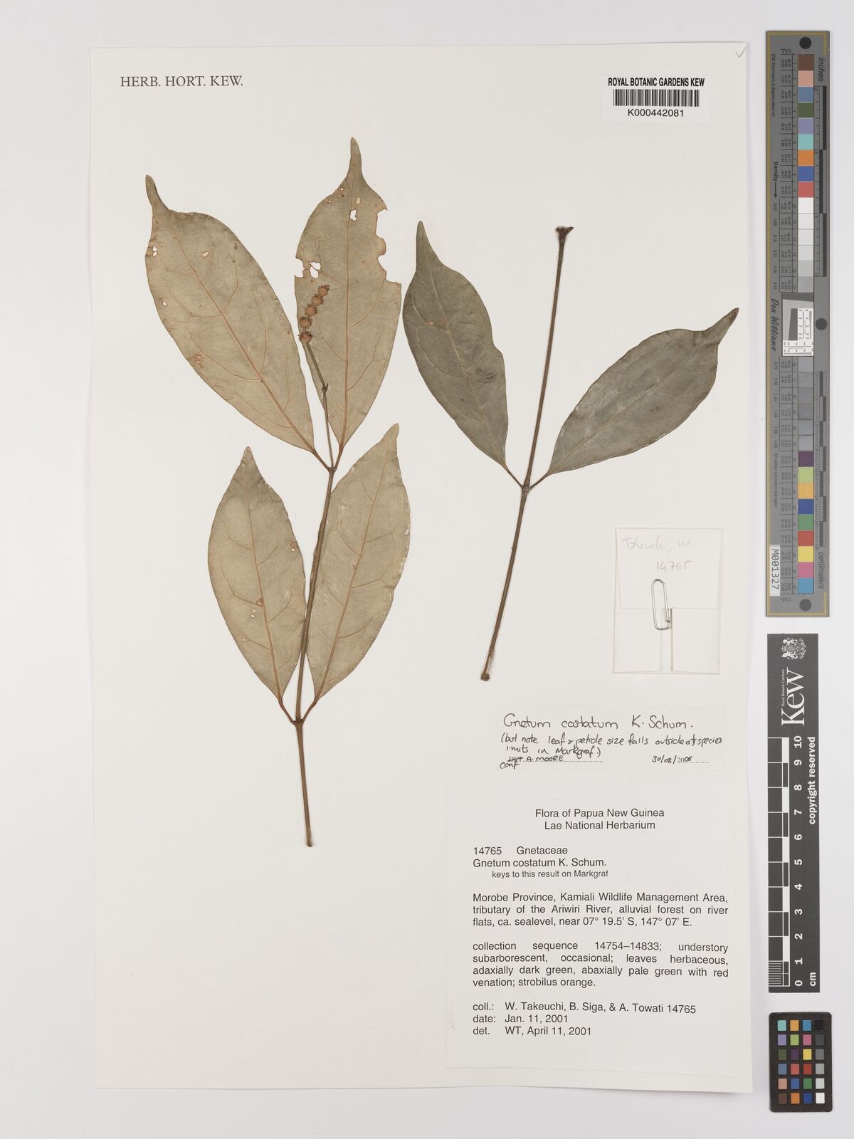 Gnetum costatum