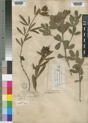 Kew Gardens K000419605:  Rowland [s.n.] Nigeria