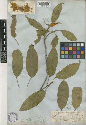 Kew Gardens K000220497:  Hartweg [s.n.] Colombia