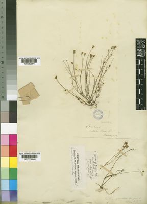 Kew Gardens K000306848:  Parker, G.W. [s.n.] Madagascar