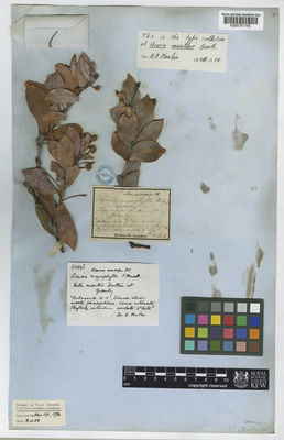 Kew Gardens K000791755:  Mueller, F. [s.n.] Australia