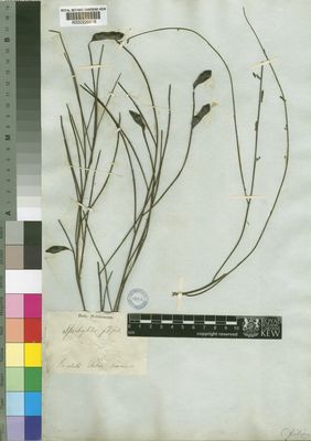 Kew Gardens K000226816:  Webb [s.n.] Spain