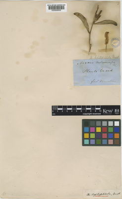 Kew Gardens K000806505:  Mueller, F. [s.n.] Australia