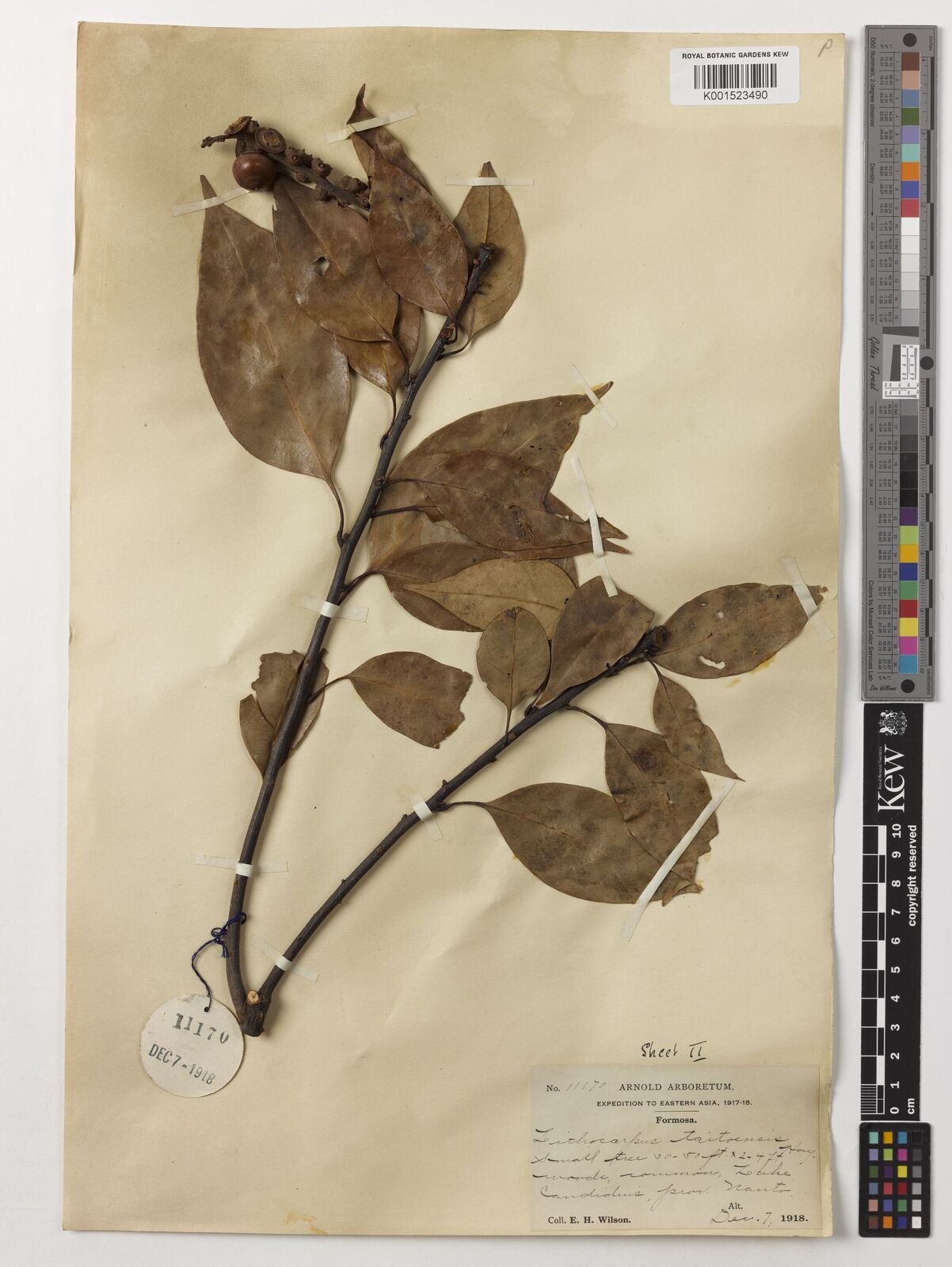 Lithocarpus taitoensis