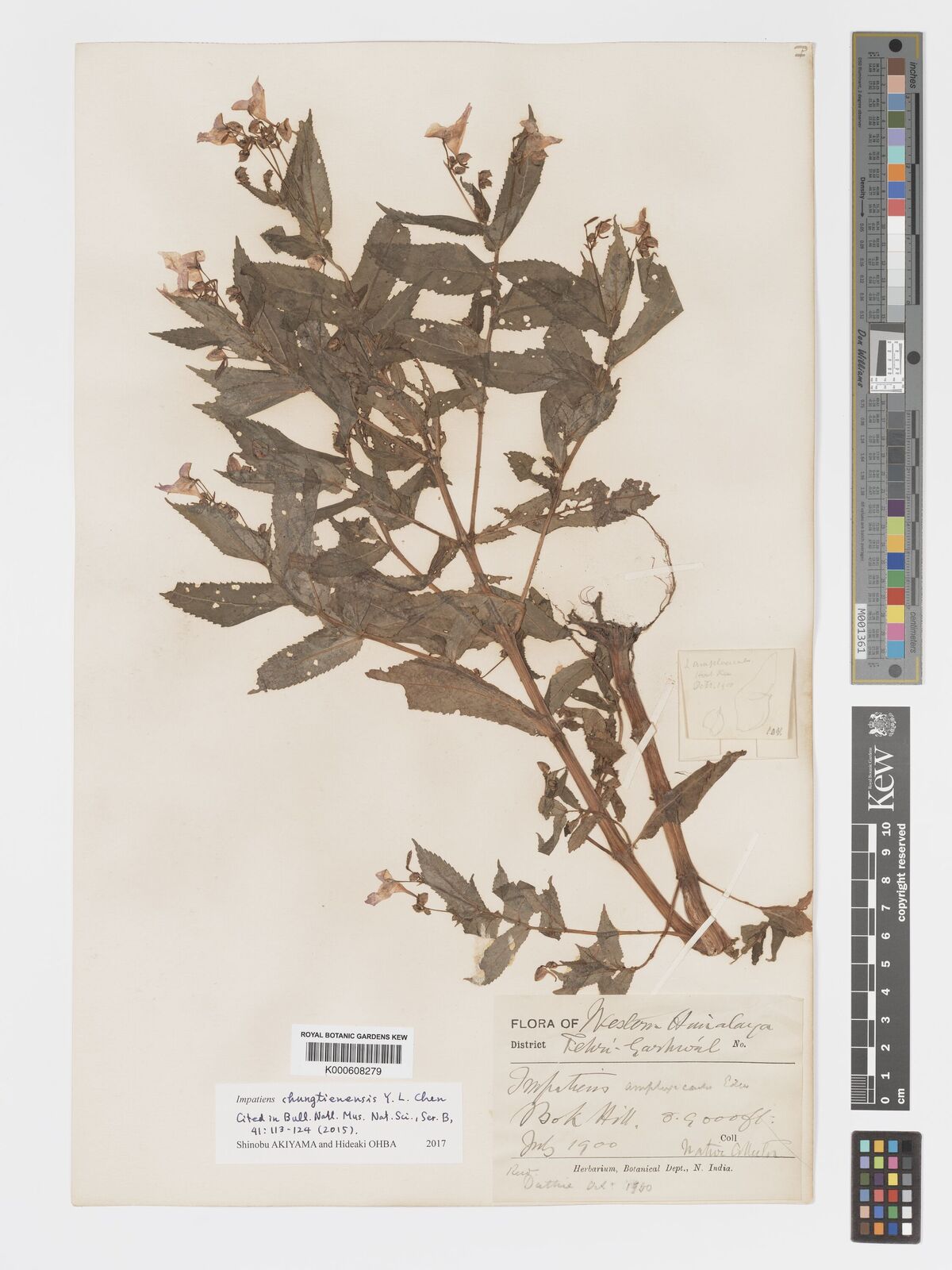 Kew Gardens K000608279:  Native Collector [s.n.] India