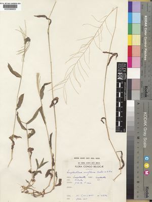 Kew Gardens K000366653:  Callens, H. [4776] Congo, Democratic Republic of the