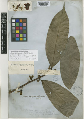 Kew Gardens K000487229:  Hostmann [1295] Suriname