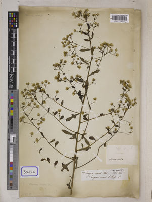 Kew Gardens K001118475:  s.coll. [Cat. no. 3037]