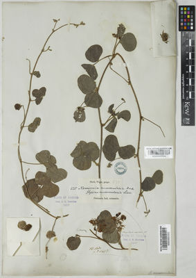 Kew Gardens K000900353:  s.coll. [5493] India