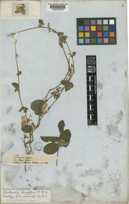 Kew Gardens K000222378:  Claussen, P.; Delessert, B. [196] Brazil