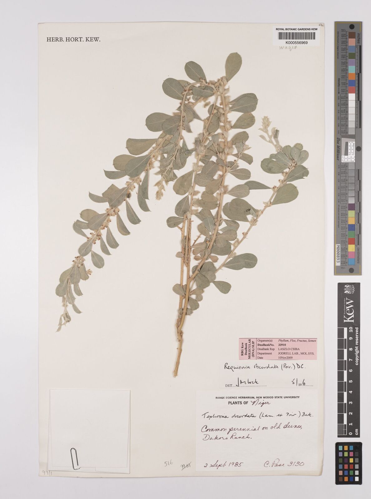 Kew Gardens K000556969:  Pase, C. [3130] Niger