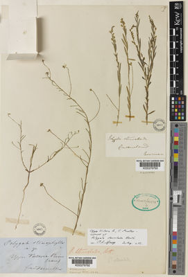 Kew Gardens K000279792:  Mueller, F, J.H.von [s.n.] Australia