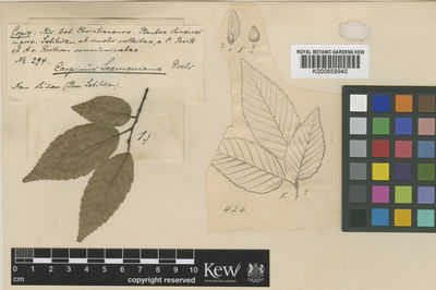 Kew Gardens K000859940:  Bock, C.; Rosthorn, A.von [294] China
