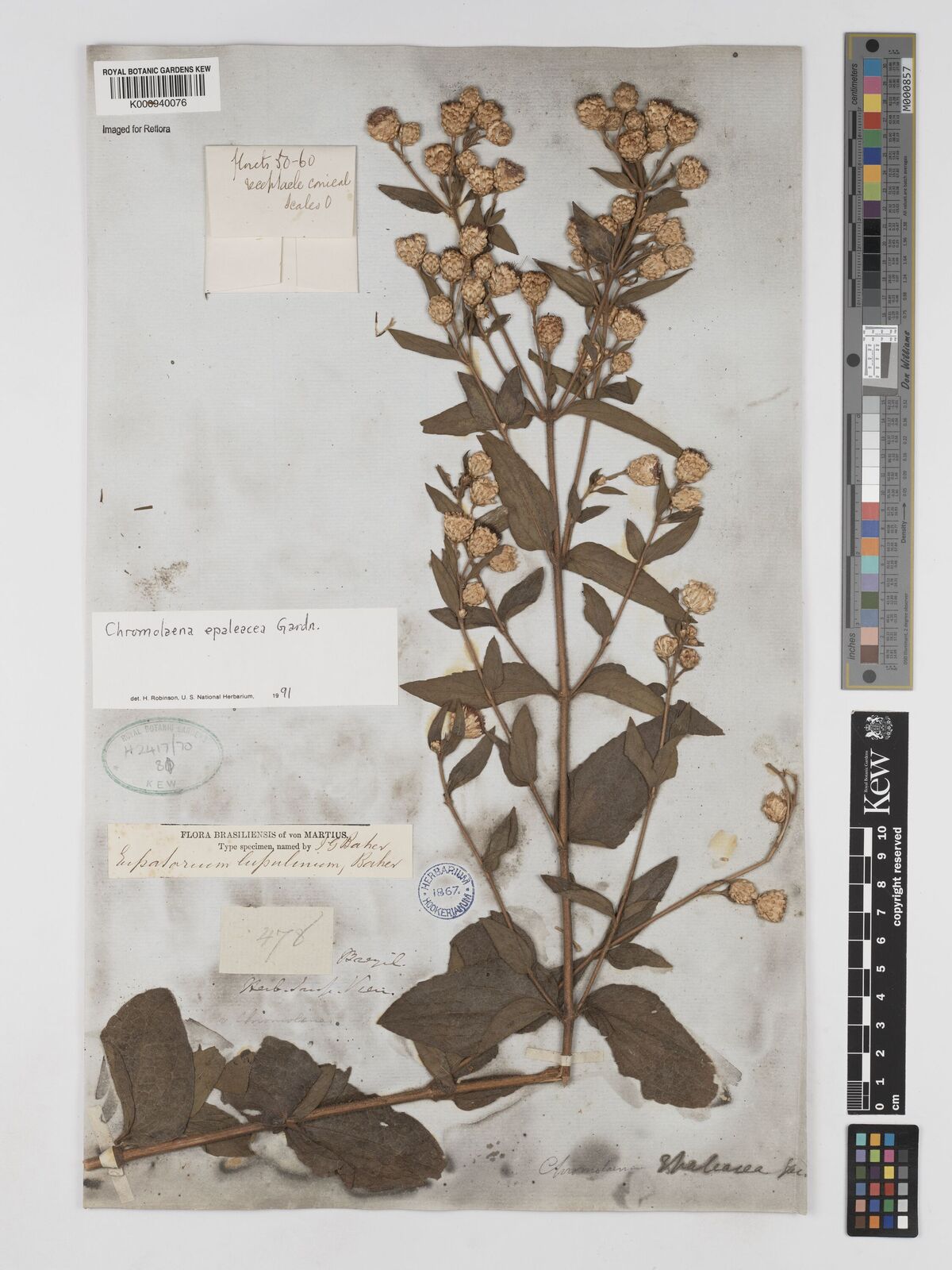 Kew Gardens K000940076:  Baker [478] Brazil