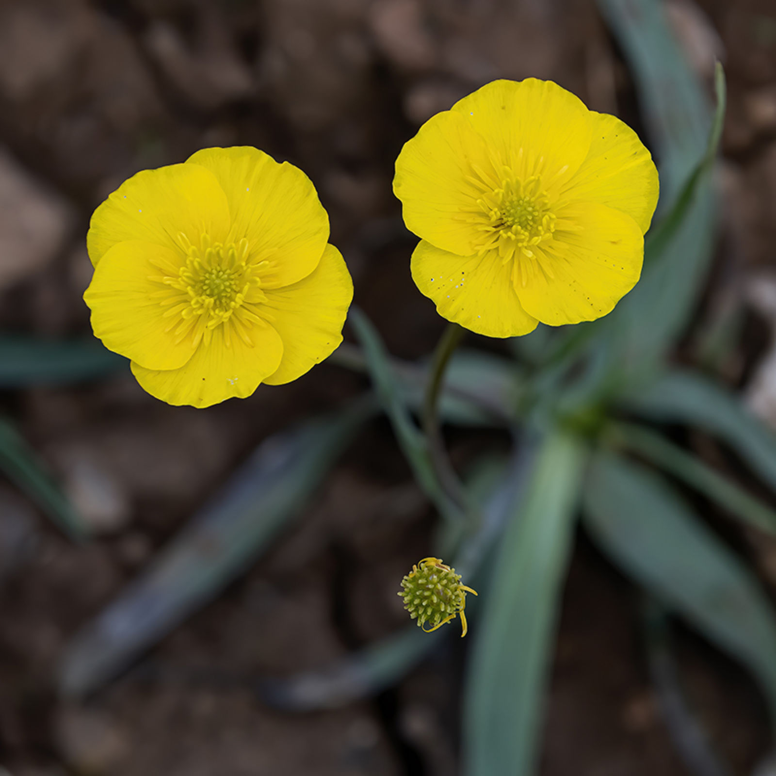 © copyright of the Board of Trustees of the Royal Botanic Gardens, Kew.