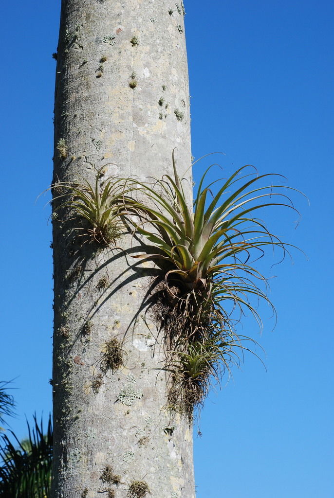 © copyright of the Board of Trustees of the Royal Botanic Gardens, Kew.