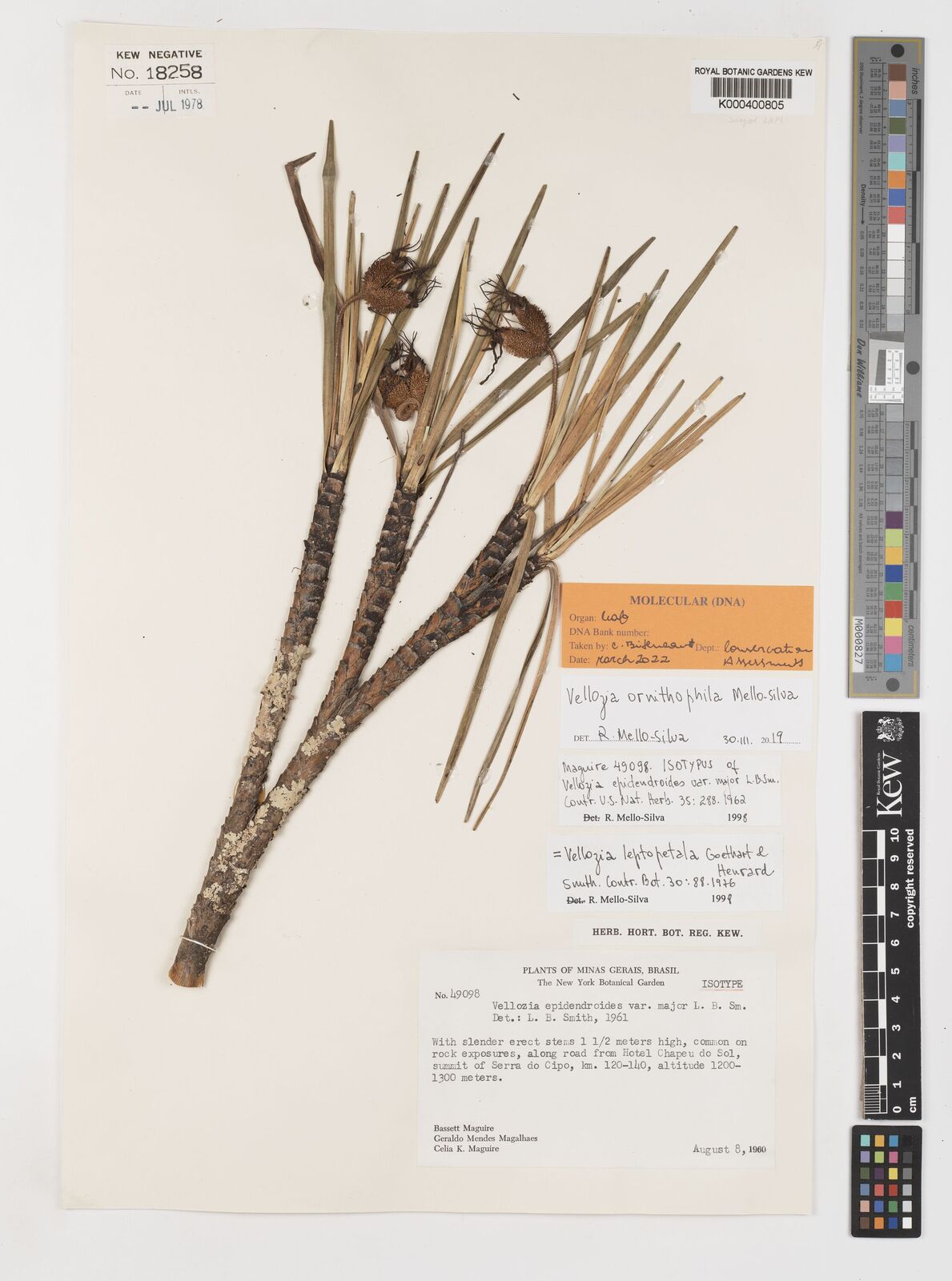 Kew Gardens K000400805:  Maguire, B.; Mendes Magalhaes, G.; Maguire, C.K. [49098] Brazil