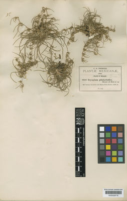 Kew Gardens K000529779:  Pringle, C.G. [8948] Mexico