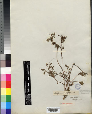 Kew Gardens K000262940:  Drege [s.n.] South Africa