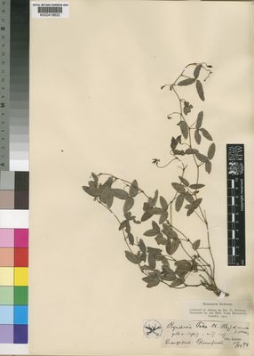 Kew Gardens K000419630:  Kuntze, O. [s.n.] South Africa