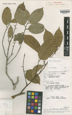 Kew Gardens K000671307:  Ashton, P.S. [S. 19594] Borneo