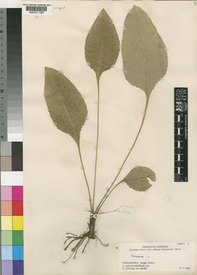 Kew Gardens K000311387:  Milne-Redhead, E.; Taylor, P. [8685]