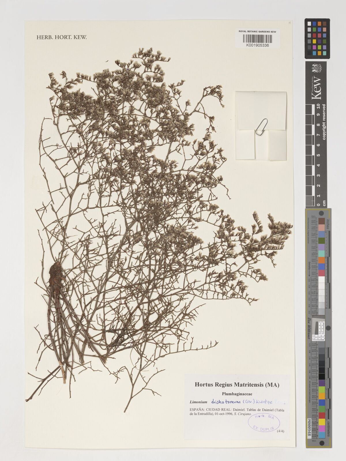 Limonium dichotomum