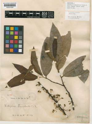 Kew Gardens K000574569:  s.coll. [116]