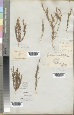 Kew Gardens K000075740:  Nuttall [s.n.] United States