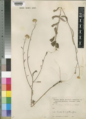 Kew Gardens K000410182:  Hutchinson, J.; Gillett, J.B. [3659] Zambia