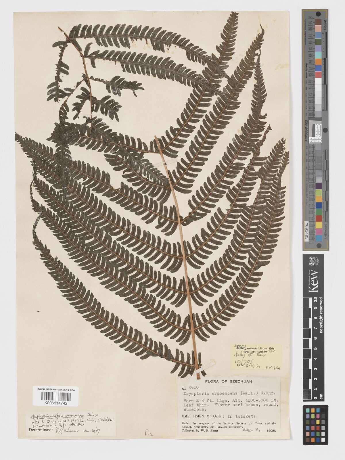 Glaphyropteridopsis eriocarpa