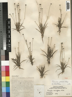 Kew Gardens K000346128:  Greenway, P.J.; Polhill, R.M. [11552] Tanzania