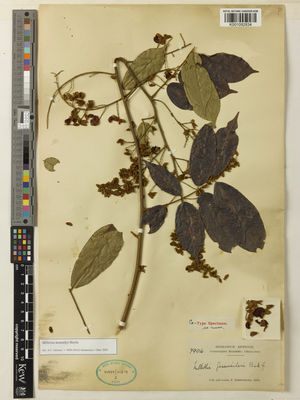 Kew Gardens K001092834:  Gossweiler, J. [7904] Angola