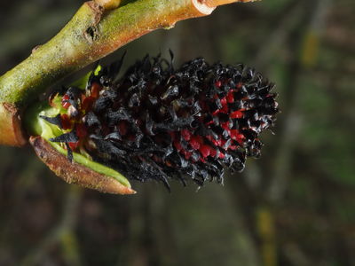 Salix L. | Plants of the World Online | Kew Science