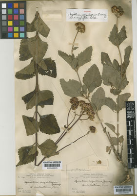 Kew Gardens K000488650:  Palmer, E.; Parry, C.C. [315] Mexico