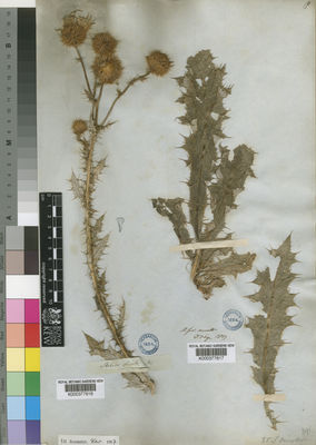 Kew Gardens K000377617:  Drege [s.n.] South Africa